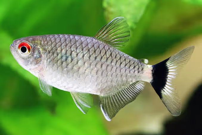 Red Eye Tetra